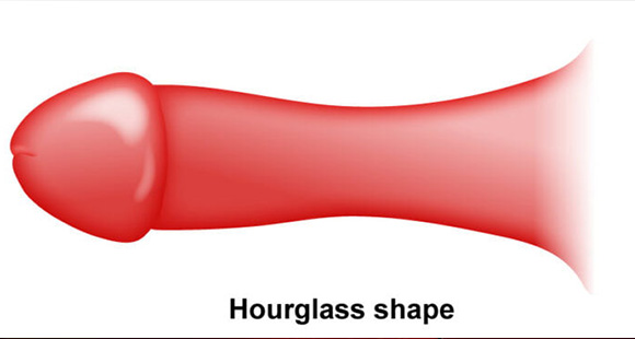 a diagram of a hourglass shaped Corpus spongiosum